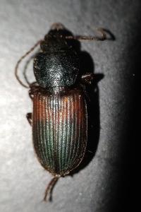 <i>Gynandromorphus etruscus</i>