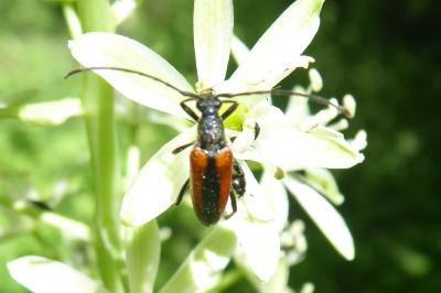 <i>Stenurella melanura</i>