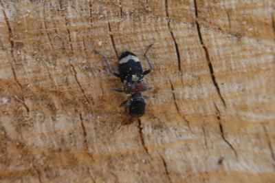 <i>Clerus mutillarius</i>