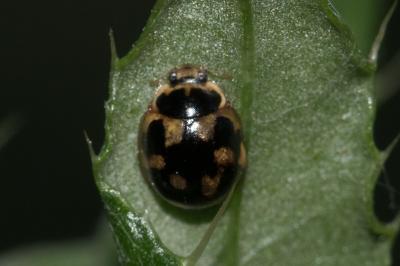 <i>Propylea quatuordecimpunctata</i>