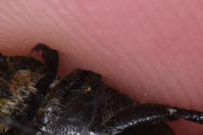 <i>Trichius fasciatus</i>