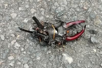 <i>Lucanus cervus</i>