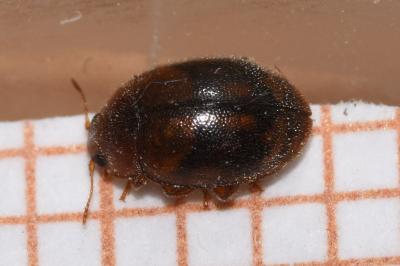 <i>Rhyzobius litura</i>