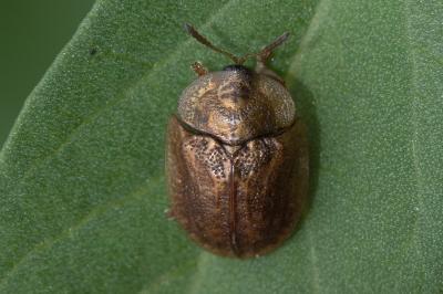 <i>Hypocassida subferruginea</i>