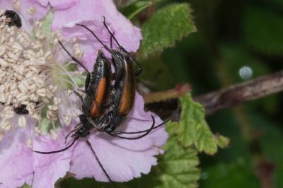 <i>Stenurella melanura</i>