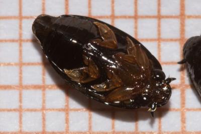 <i>Gyrinus substriatus</i>