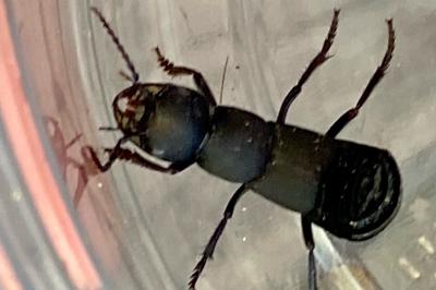 <i>Ocypus olens</i>