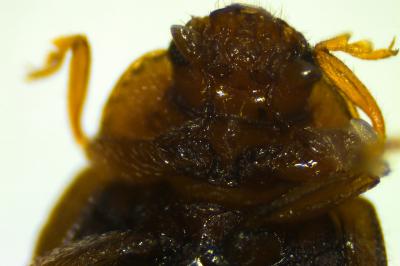 <i>Rhyzobius litura</i>