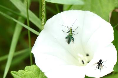 <i>Oedemera nobilis</i>