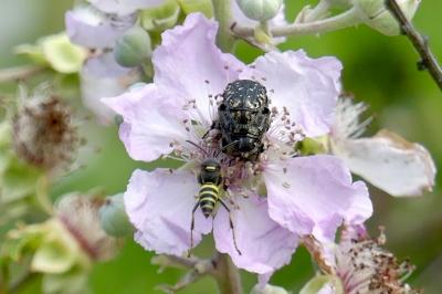 <i>Oxythyrea funesta</i>