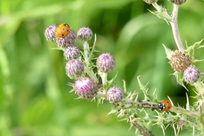<i>Coccinella septempunctata</i>