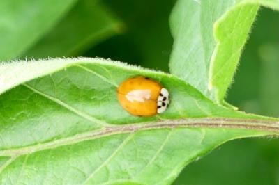 <i>Harmonia axyridis</i>