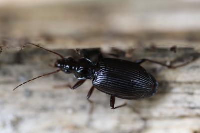 <i>Platynus assimilis</i>