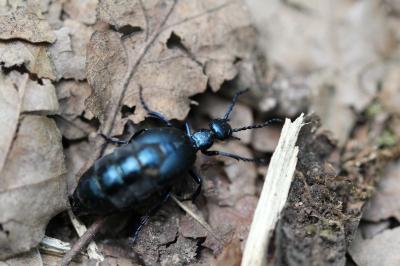 <i>Meloe violaceus</i>