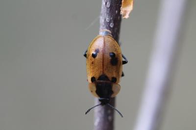 <i>Dendroxena quadrimaculata</i>