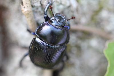 <i>Anoplotrupes stercorosus</i>