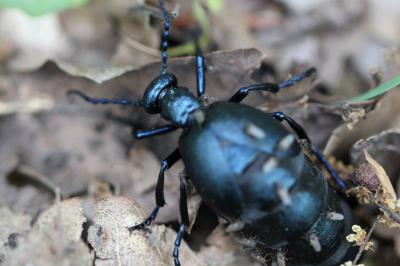 <i>Meloe violaceus</i>