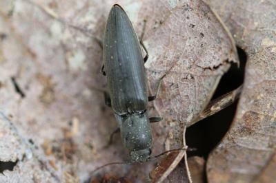 <i>Agriotes pilosellus</i>