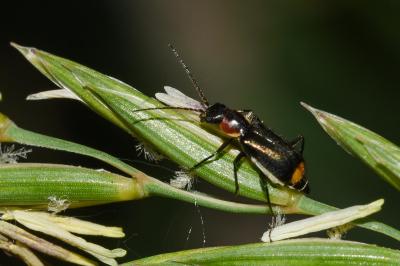 <i>Axinotarsus pulicarius</i>