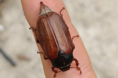 <i>Melolontha melolontha</i>