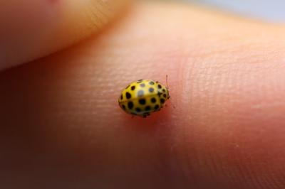 <i>Psyllobora vigintiduopunctata</i>
