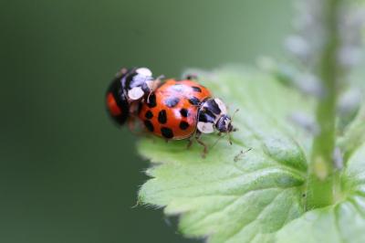 <i>Harmonia axyridis</i>