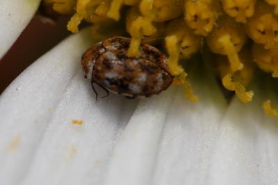 <i>Anthrenus verbasci</i>