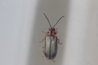 <i>Xanthogaleruca luteola</i>