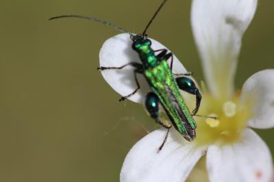 <i>Oedemera nobilis</i>