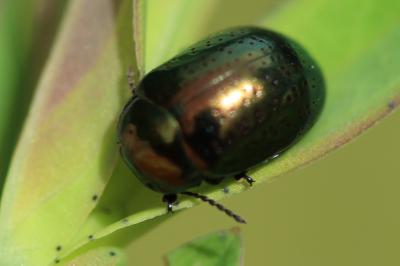 <i>Chrysolina hyperici</i>