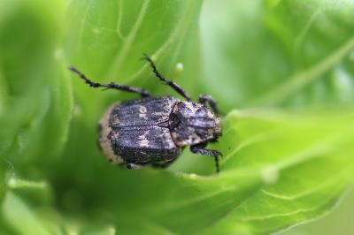 <i>Valgus hemipterus</i>