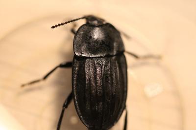 <i>Silpha carinata</i>
