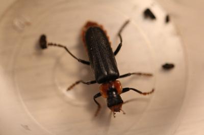 <i>Cantharis fusca</i>