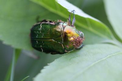 <i>Cetonia aurata</i>