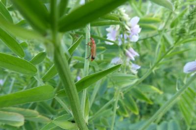 <i>Rhagonycha fulva</i>