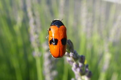 <i>Clytra laeviuscula</i>