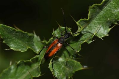 <i>Stenurella melanura</i>