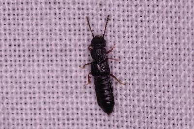 <i>Anotylus</i>