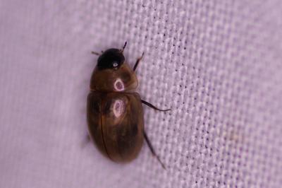 <i>Enochrus</i>