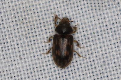 <i>Heterocerus fenestratus</i>