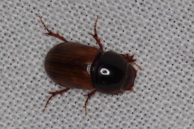 <i>Aphodius</i>