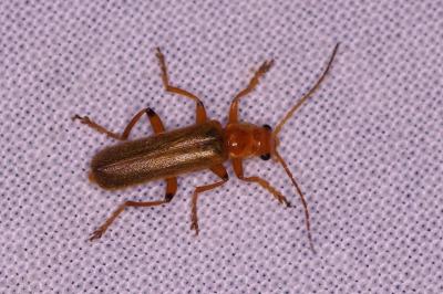 <i>Cantharis</i>