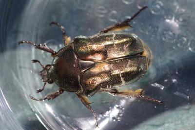 <i>Potosia cuprea</i>