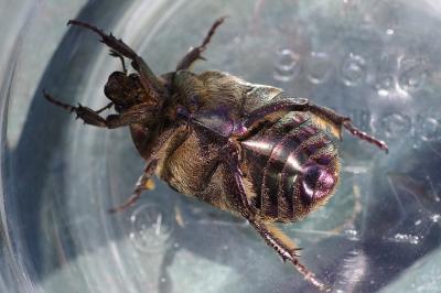 <i>Potosia cuprea</i>