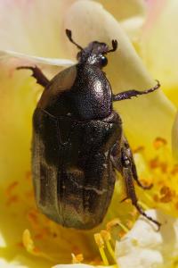 <i>Potosia cuprea</i>