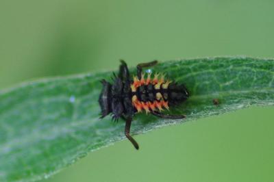 <i>Harmonia axyridis</i>