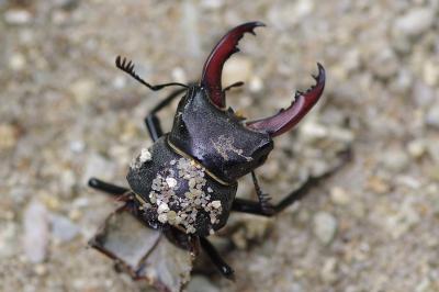 <i>Lucanus cervus</i>