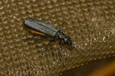 <i>Oedemera</i>