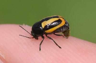<i>Cryptocephalus vittatus</i>