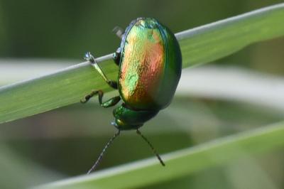 <i>Chrysolina graminis</i>